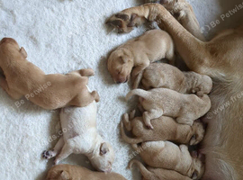 KC Golden Labrador Puppies