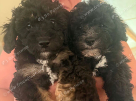 4 toy poodle boys