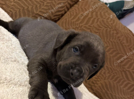 Beautiful chunky pups