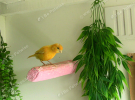 Beautiful Hen Canary &pound;20