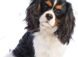 Cavalier king Charles spaniel-wanted