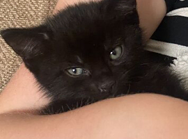 Beautiful kittens looking for a home X