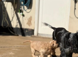 Cocker Spaniel puppies available, 4 boys and 2 girls, ready for their new homes from 21 April 2026.