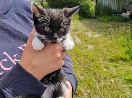 Beautiful kittens