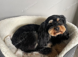 Cavapoo girl