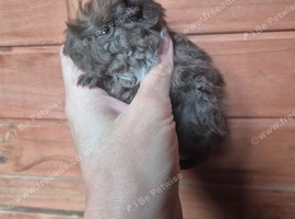 Quality Lunkarya x Abyssinian guinea pigs