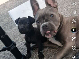 Selling my beautiful 2 year old frenchie cross staffy