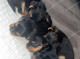 7 beautiful Yorkshire terrier puppys