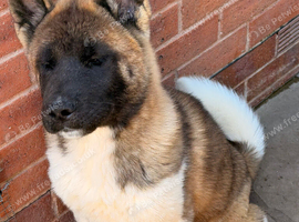KC American Akita Male