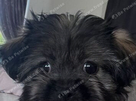 Lapso puppy