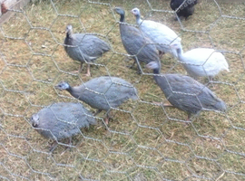 Guinea Fowl - only 11 left