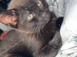 1 kitten black male & 1 female tabby junior