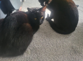 2 black cats &zwj;️️
