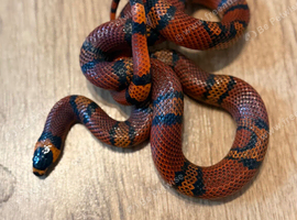 Hondoran milk snake absolute stunner