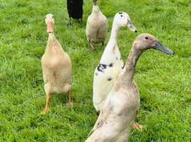 Indian Runner ducklings &pound;10 each or 6 for &pound;50
