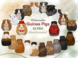 Guinea pig rescue
