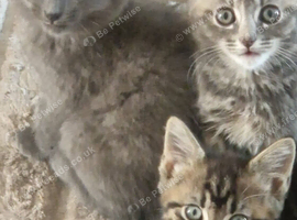 Beautiful friendly half ragdoll kittens