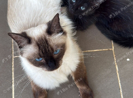 Ragdoll mixed kittens