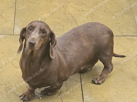 Daschund looking for her forever home