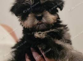 Beautiful litter of mini schnauzer x malshi puppies (mauzers)