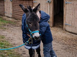 Jack Donkey for sale