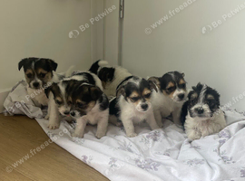 Terrier puppies