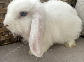 Mini lop buck looking for 5* home .