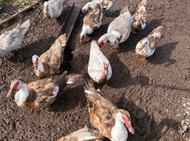 Muscovy ducks available
