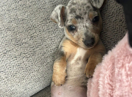 Merle Chihuahua Boy