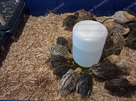 Japanese quails