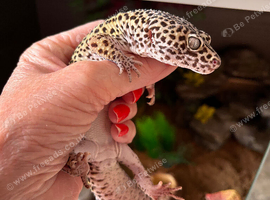 Leopard gecko