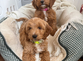 Gorgeous show type Cockerpoo Puppies