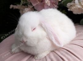 Mini lop