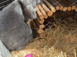 Julian(English lop)