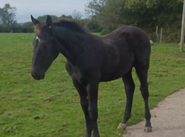 Caerbra Legacy Colt