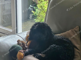 Perfect home for a cockapoo
