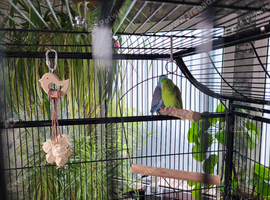 Pair of parrotlets for sale
