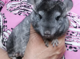 Baby Boy Chinchilla. for sale now in Feltham TW13.