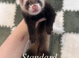 Ferrets kits for sale