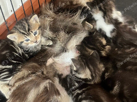 Kittens