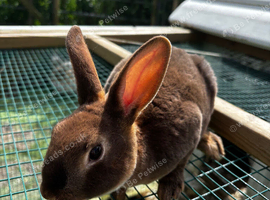Mini Rex
