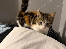 Mixed Breed Friendly Kitten