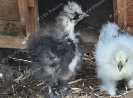 Silkie Bantams