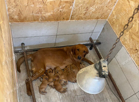 Beautiful KC Fox Ref Labrador Puppies