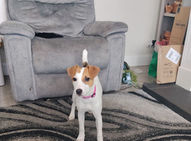 Female jack Russel