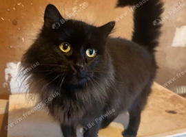 Solid black ragdoll male