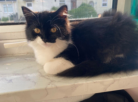 Black and white cat