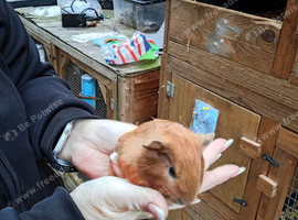 Guinea pigs baby's
