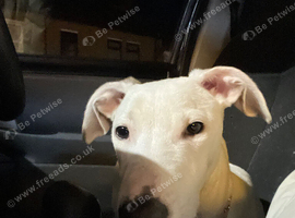 1 year old male lurcher