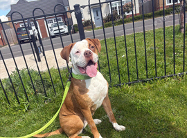 Female Bulldog